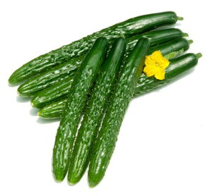 キュウリ 種 四川 カネコ 種 苗 おいしい 種類 家庭菜園 プロ向け 大袋 小袋 農家 セレクト