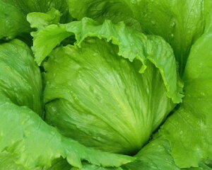 ^X  `At JlR  c   ƒ؉ v   _ ZNg