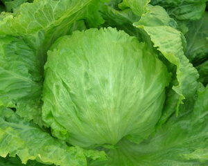 ^X  _t JlR  c   ƒ؉ v   _ ZNg