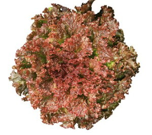 ^X  Tj[[Y JlR  c   ƒ؉ v   _ ZNg