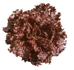 ^X  ubN[Y JlR  c   ƒ؉ v   _ ZNg ؂̎ ؉  v^[͔| x_؉ v^[؉ ƒ؉S |S