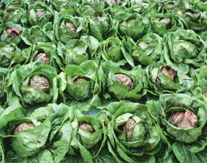 grX  bhXg[ JlR  c   ƒ؉ v   _ ZNg