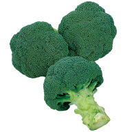 ブロッコリー 種 レイトドーム サカタ の タネ 家庭菜園 野菜の種 菜園 畑 プランター栽培 ベランダ菜園 …