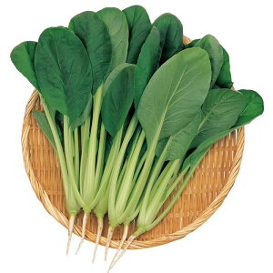   R}ci Ȃ TJ^  ^l ƒ؉ v   _ ZNg