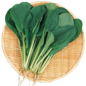   R}ci Ȃނ TJ^  ^l ƒ؉ v   _ ZNg