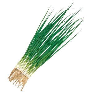 �l�M �� ���� �T�J�^ �� �^�l �c���p �v������ ��� �� �K �� �˂� ��{�l�M �^�l ���l�M ��� �ƒ�؉� �_�� �Z���N�g ���� ��؎�q �v�����^�[ ��؎� ��܂� ���R�͔|��� ���d�� �c �͔| 