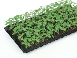 g}g   OV[h TJ^  ^l  ƒ؉ v   _ ZNg