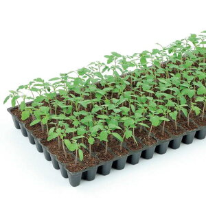 g}g   VbgAEg TJ^  ^l ƒ؉ v   _ ZNg