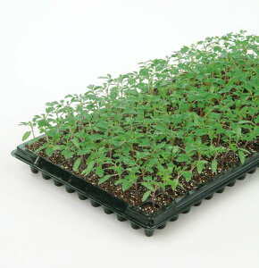 �g�}�g �� ��� �o�b�N�A�^�b�N �T�J�^ ��c �c���p ���� ��� �^�l �v������ �ƒ�؉� �_�� �Z���N�g ���� �g�}�g �� �� �g�}�g�̎� �Â� �i�� ��؎� �������� �؉� �ƒ�؉��g�}�g ���R�͔|