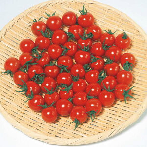 �g�}�g �� �L������10 �T�J�^ ��c �c���p ���� ��� �^�l �v������ �ƒ�؉� �_�� �Z���N�g ���� �g�}�g �� �� �g�}�g�̎� �Â� �i�� ��؎� �������� �؉� �ƒ�؉��g�}�g ���R�͔|��� �� ��