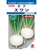 カブ 種 スワン タキイ 種苗 家庭菜園 プロ向け 大袋 小袋 農家 セレクト たね タネ 蕪 かぶ