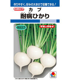 カブ 種 耐病ひかり タキイ 種苗 家庭菜園 プロ向け 大袋 小袋 農家 セレクト たね タネ 蕪 かぶ