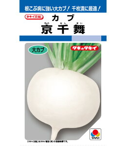 カブ 種 京千舞 タキイ 種苗 家庭菜園 プロ向け 大袋 小袋 農家 セレクト たね タネ 蕪 かぶ