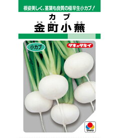 カブ 種 金町小蕪 タキイ 種苗 家庭菜園 プロ向け 大袋 小袋 農家 セレクト たね タネ 蕪 かぶ