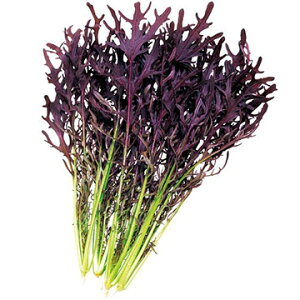 炵  R[[t tFU[ ^LC c ƒ؉ v   _ ZNg  ^l JVi