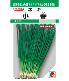 ネギ 種 小春 タキイ 種苗 家庭菜園 プロ向け 大袋 小袋 農家 セレクト たね タネ 葱 長ネギ
