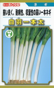 ネギ 種 白羽一本太 トーホク おいしい 種類 家庭菜園 プロ向け 大袋 小袋 農家 セレクト