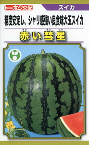 XCJ  Ԃa g[zN  ƒ؉ v Â ̔ XCJԐF 햳 q  R͔| ʕ ØI XCJ  XCJ̎ XCJ̕c ʂ ʃXCJ 