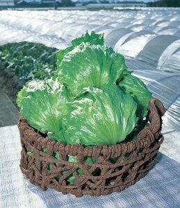 ^X  C[h ^LC c ƒ؉ v   _ ZNg  ^l ؂̎ ؉  v^[͔| x_؉ v^[؉ ƒ؉S |S ȒP