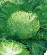 レタス 種 ヒートガイ タキイ 種苗 家庭菜園 プロ向け 大袋 小袋 農家 セレクト たね タネ 野菜の種 菜園…