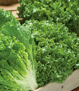 [t^X  O[To ^LC c ƒ؉ v   _ ZNg  ^l ؂̎ ؉  v^[͔| x_؉ v^[؉ ƒ؉S |