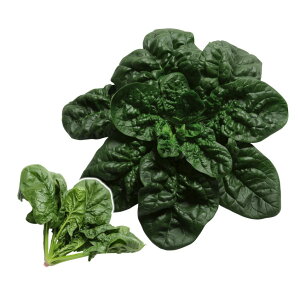 zE\E  蒩 z @@ nӍ̎   ƒ؉ v   _ ZNg