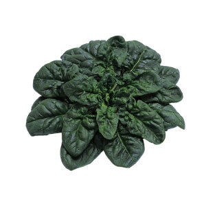 zE\E  ~7 z @@ nӍ̎   ƒ؉ v   _ ZNg