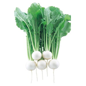 Ju   z nӍ̎   ƒ؉ v   _ ZNg