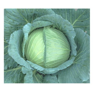 Lxc   z nӍ̎ q  i   Lxc Lxc̎ R͔| S S⋋ }OlVE r^~C JVE ؉ d c ^l [