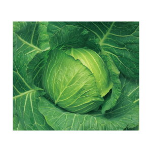 Lxc   z nӍ̎ q  i   Lxc Lxc̎ R͔| S S⋋ }OlVE r^~C JVE ؉ d c ^l [