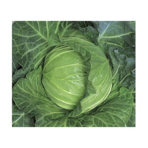 Lxc  y z nӍ̎ q  i   Lxc Lxc̎ R͔| S S⋋ }OlVE r^~C JVE ؉ d c ^l [