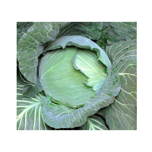 Lxc  ~nB z nӍ̎ q  i   Lxc Lxc̎ R͔| S S⋋ }OlVE r^~C JVE ؉ d c ^l [