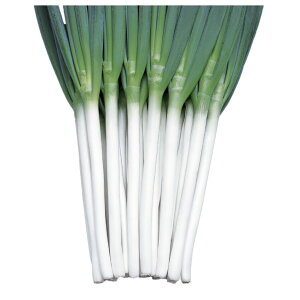 lM   z {lM nӍ̎ cp v   K  ˂ {lM ^l lM  ƒ؉ _ ZNg  ؎q v^[ ؎ ܂ R͔| 