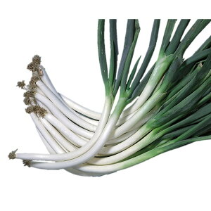 lM  ]ڈ{ z {lM nӍ̎ cp v   K  ˂ {lM ^l lM  ƒ؉ _ ZNg  ؎q v^[ ؎ ܂ R͔|