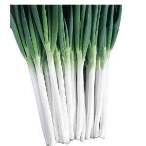 lM  { z {lM nӍ̎   ƒ؉ v   _ ZNg