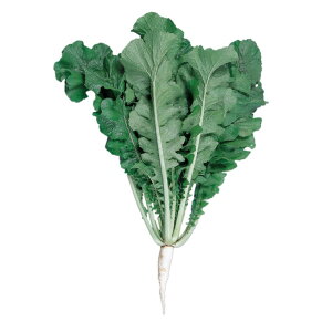 t_CR  ؑ卪 z nӍ̎   ƒ؉ v   _ ZNg