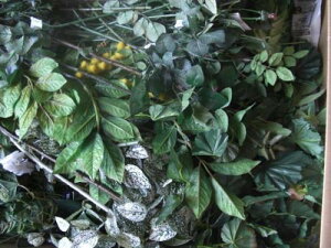 ԃ[tFX~bNXI@AW}@nhCh@[XfBXvC@EFJ{[h@Ă̍H@AEgbg@013