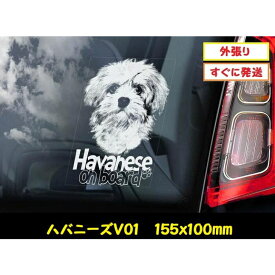 【 ハバニーズ V01】 スモークウインドウ に映える カーステッカー シールタイプ シール 外張り 外貼り 155×100mm ホワイト印字 白色印字 黒い ボディ にも 小型犬 キューバ Havanese 【送料無料】 かわいい 愛犬ステッカー