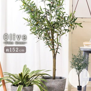 tFCNO[ I[u 傫 152cm 152 lHϗt ϗtA  CeA [t t   G C[ A 傫 傫 ^ sv  O[ k rO 