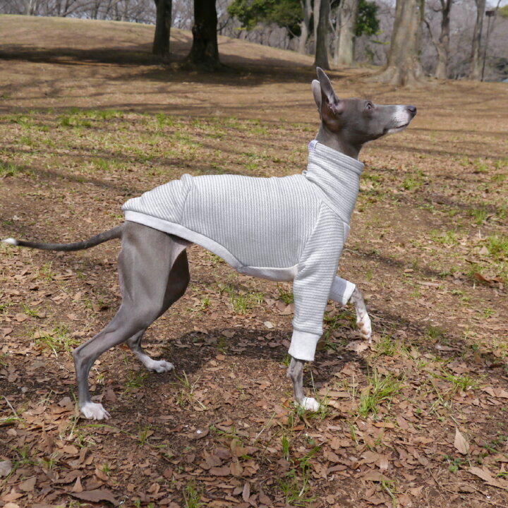 楽天市場 ボーダースウェット 犬 服 イタグレ服 イタリアングレーハウンド イタリアングレイハウンド Tシャツ 服 メール便 送料無料 ａｔｈｏｓ ｓｈｏｐ