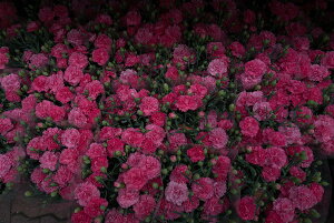 y֗pzA[g{[h/A[gpl artmart A[g}[g A[ĝ݃t[ʔ Gʐ^A~t[ŕ\Bǎ z EH[XebJ[ Ǌ| tHgt[ł̃C