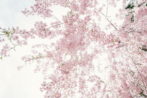 y{zA[g{[h/A[gpl artmart A[g}[g Gʐ^A~t[ŕ\CeAR[fBlCgBǎ z EH[XebJ[ Ǌ| tHgt[ł