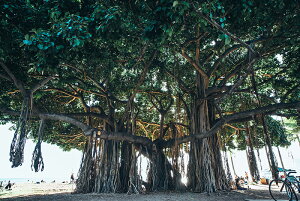 y{zA[g{[h/A[gpl artmart A[g}[g Gʐ^A~t[ŕ\CeAR[fBlCgBǎ z EH[XebJ[ Ǌ| tHgt[ł