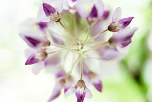 y֗pzA[g{[h/A[gpl artmart A[g}[g A[ĝ݃t[ʔ Gʐ^A~t[ŕ\Bǎ z EH[XebJ[ Ǌ| tHgt[ł̃C