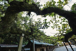 y{zA[g{[h/A[gpl artmart A[g}[g Gʐ^A~t[ŕ\CeAR[fBlCgBǎ z EH[XebJ[ Ǌ| tHgt[ł