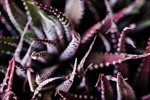 y{zA[g{[h/A[gpl artmart A[g}[g Gʐ^A~t[ŕ\CeAR[fBlCgBǎ z EH[XebJ[ Ǌ| tHgt[ł