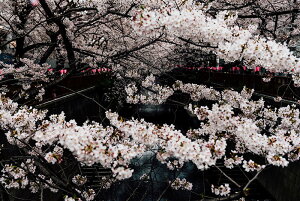 y֗pzA[g{[h/A[gpl artmart A[g}[g A[ĝ݃t[ʔ Gʐ^A~t[ŕ\Bǎ z EH[XebJ[ Ǌ| tHgt[ł̃C