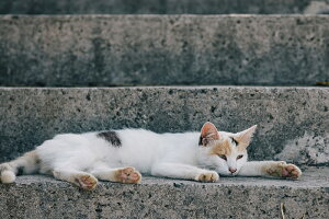 y{zA[g{[h/A[gpl artmart A[g}[g Gʐ^A~t[ŕ\CeAR[fBlCgBǎ z EH[XebJ[ Ǌ| tHgt[ł