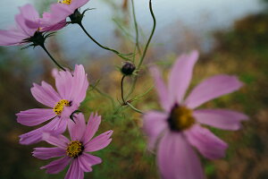 �y���{���z�A�[�g�{�[�h/�A�[�g�p�l�� artmart �A�[�g�}�[�g �G��ʐ^���A���~�t���[���ŕ\������C���e���A�R�[�f�B�l�C�g�B�ǎ� �z�� �E�H�[���X�e�b�J�[ �Ǌ|�� �t�H�g�t���[���ł�����