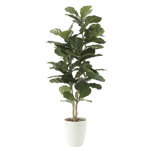 G} ϗtA ͂Ȃ lHϗtA R L 135cm C~e[V tFCN LO rO 蕨 CeAO[ i` tFCNO[  zAfqh 